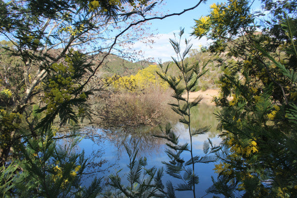 Randonnée Mimosa dans la plus grande forêt de mimosa d’Europe
