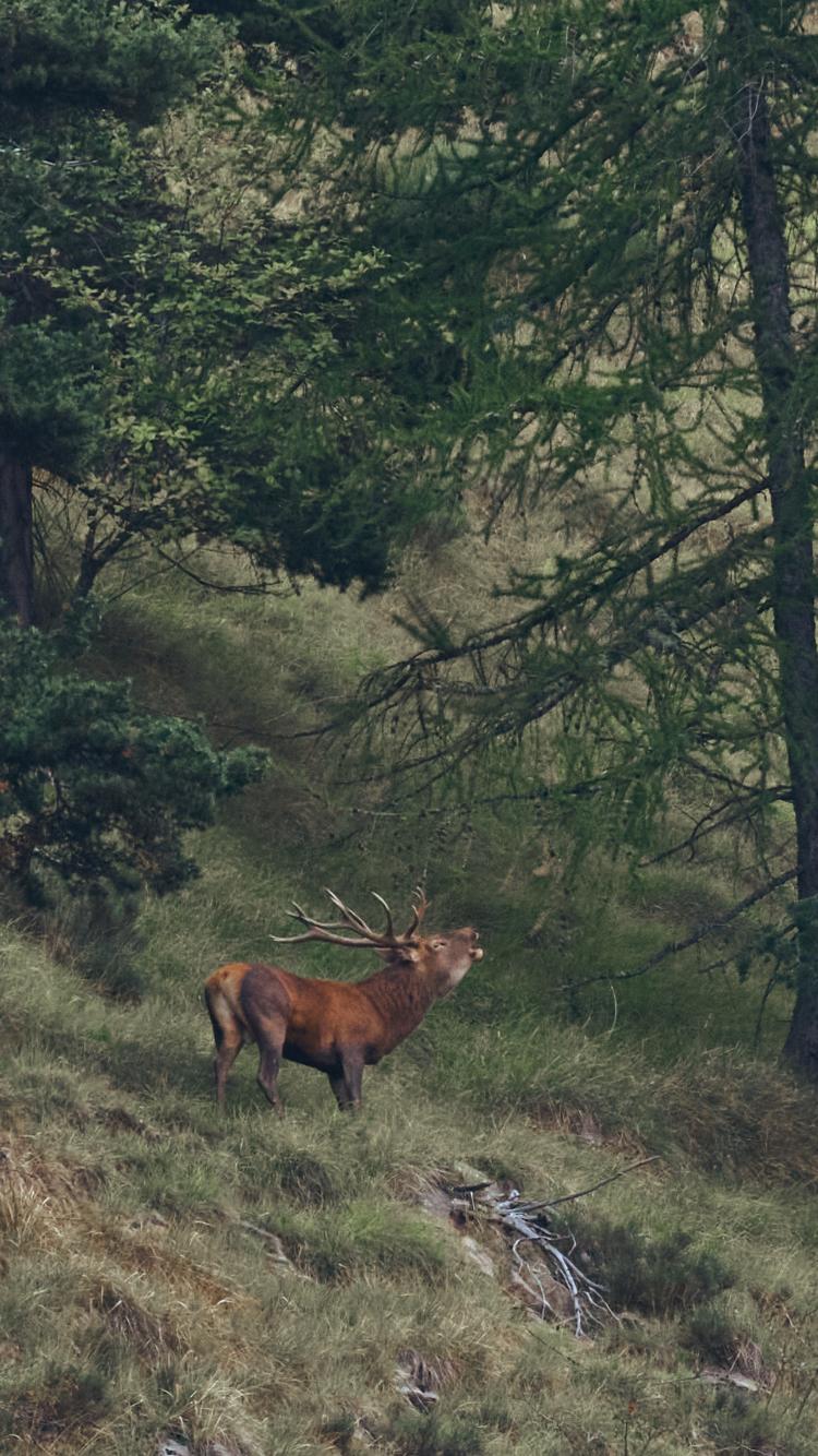 Randonnée Bivouac Brame du Cerf : 24 Heures d'Immersion Naturelle avec Observation et Affût